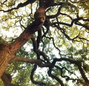LiveOak