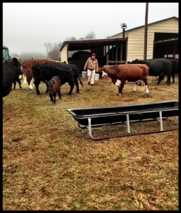 CowBarns